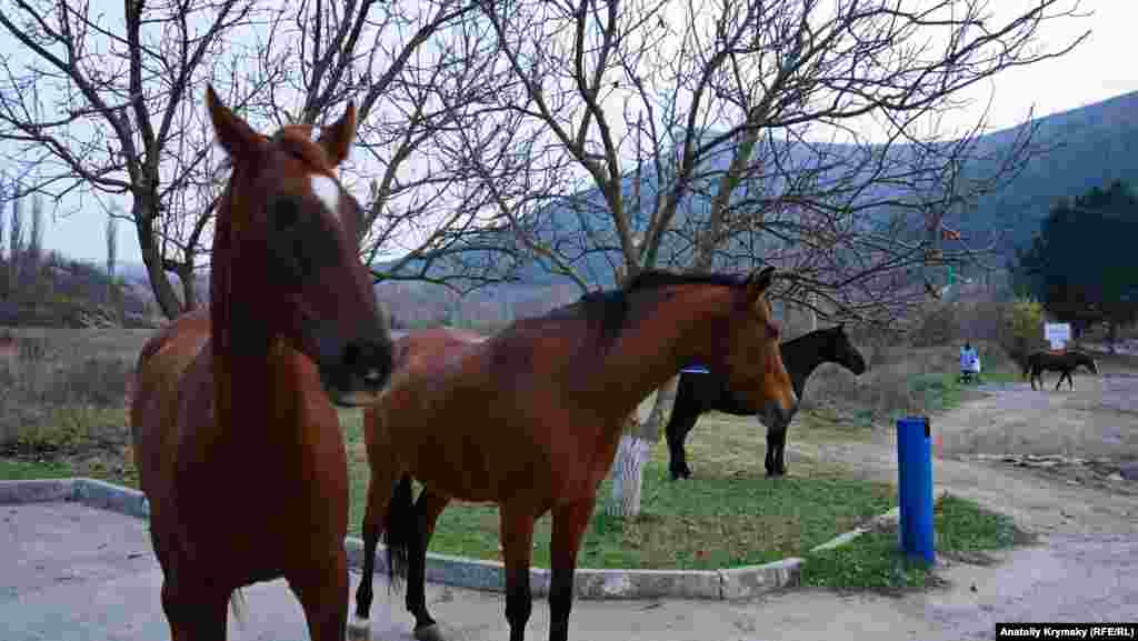 Лошади местной базы отдыха «Алимова балка» остались не у дел и «выпрашивают» у приезжих туристов что-нибудь вкусненькое