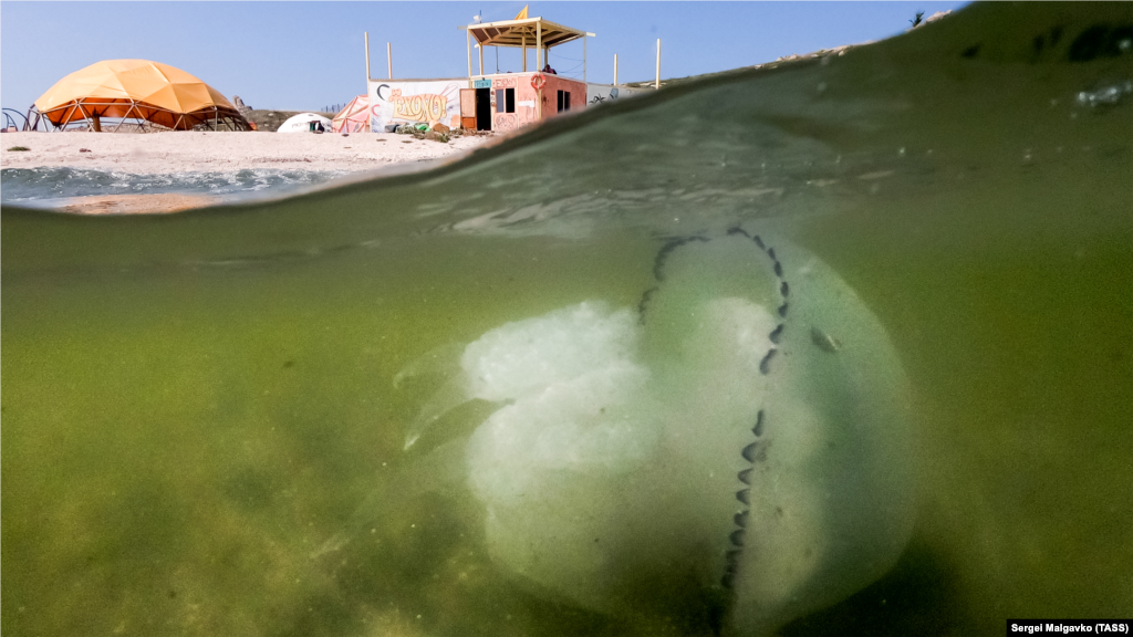 В июле этого года результаты исследования ущерба, нанесенного окружающей среде Украины в связи с аннексией Крыма Россией, презентовали эксперты правозащитной организации «КрымSOS». Документ есть в открытом доступе. На фото: пляж в селе Мысовое Ленинского района, 28 августа