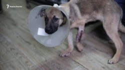 Как работает приют для животных-калек в Ставрополе Как работает приют для животных-калек в Ставрополе