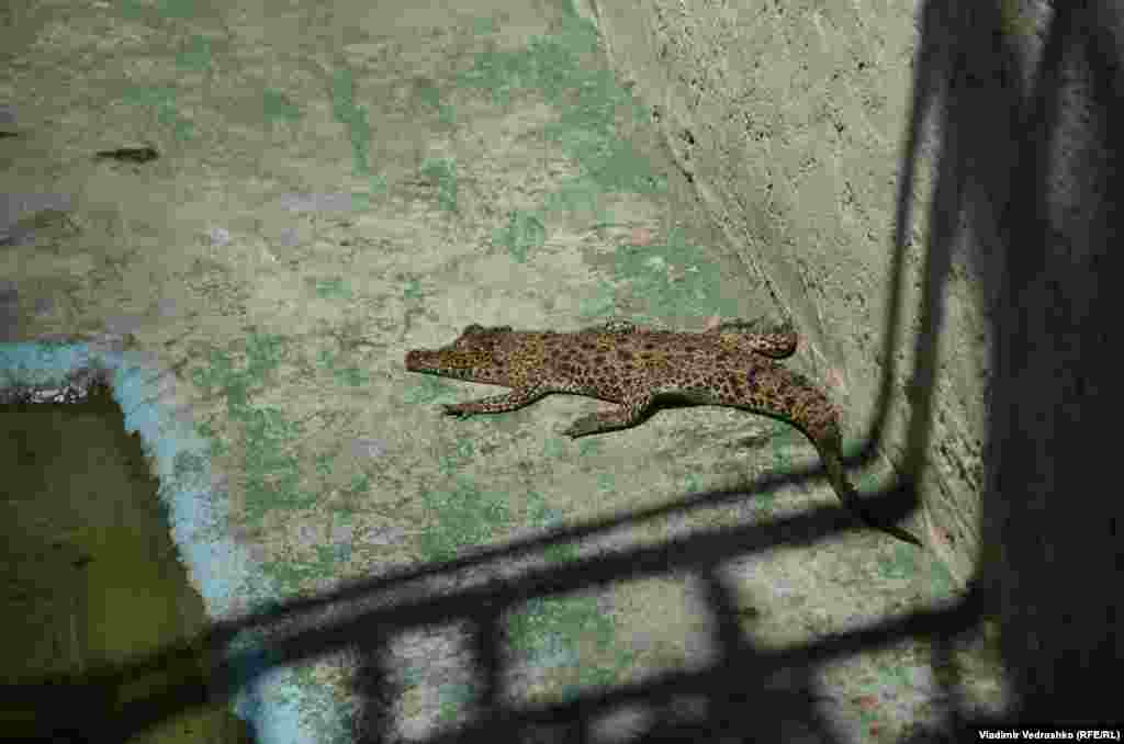 Малыши, конечно, не так страшны – на первый взгляд. Но судя по "строгим" условиям содержания, от них лучше держаться подальше 