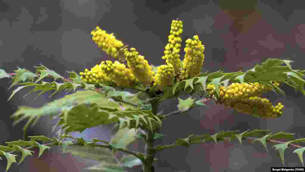 Магония – вечнозеленое растение. Летом она дает урожай ягод голубого цвета, которые часто используют в виноделии