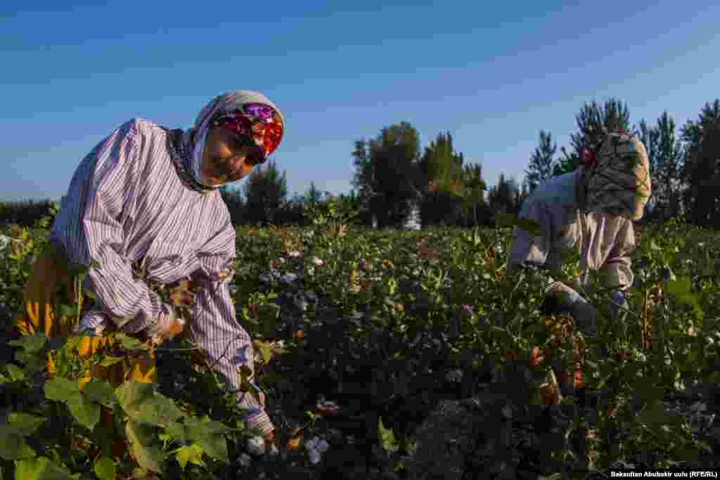 Сбор хлопка стал для женщин средством заработка. Они получают от 5 до 7 сомов (8 центов США) за каждый собранный килограмм хлопка 