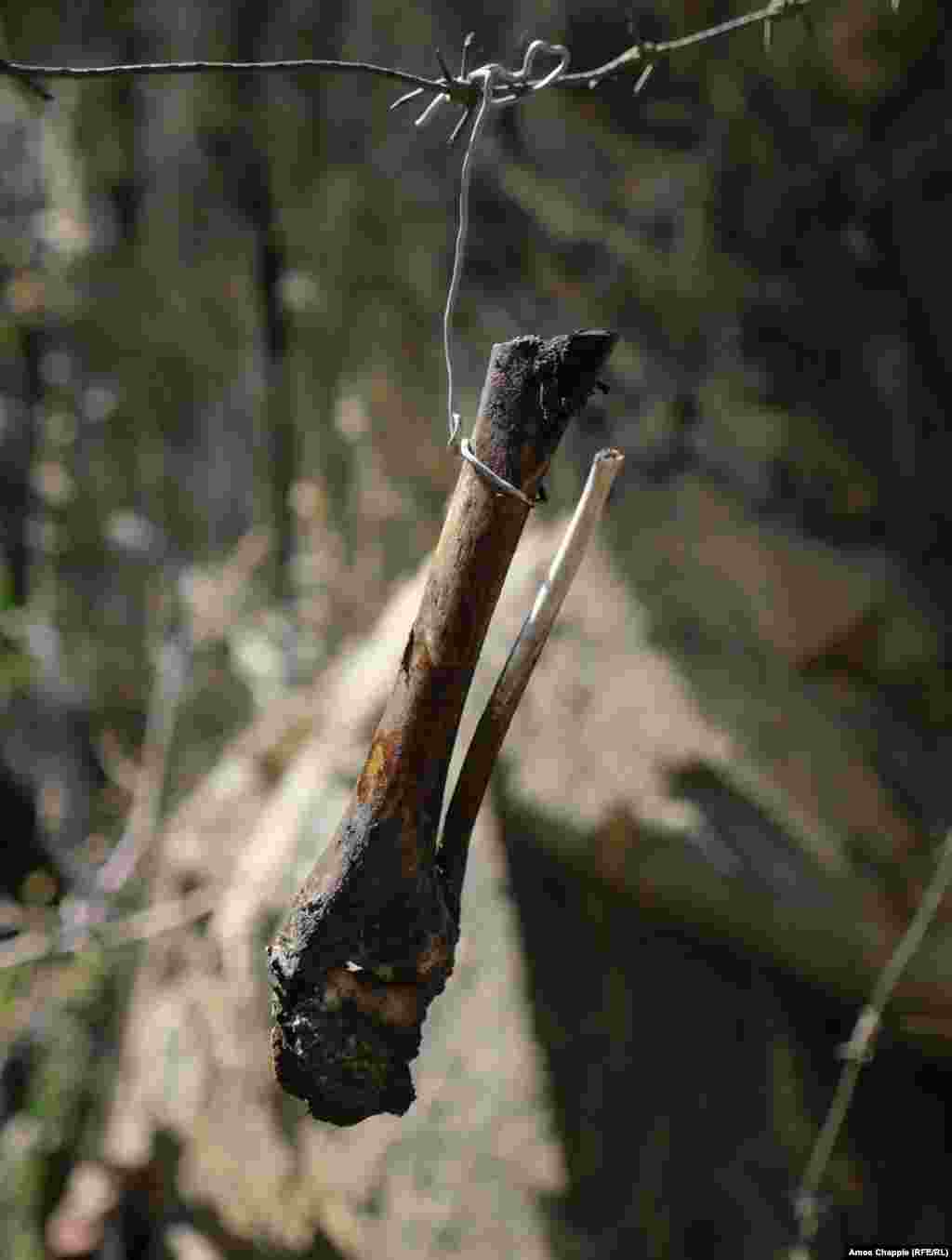 Путкарадзе не только установил свои ульи вне досягаемости медведей, но и сделал причудливую ограду по периметру. Она состоит из лязгающих металлических обрезков и медвежьих костей (на фото). Все это – чтобы напугать сладкоежек