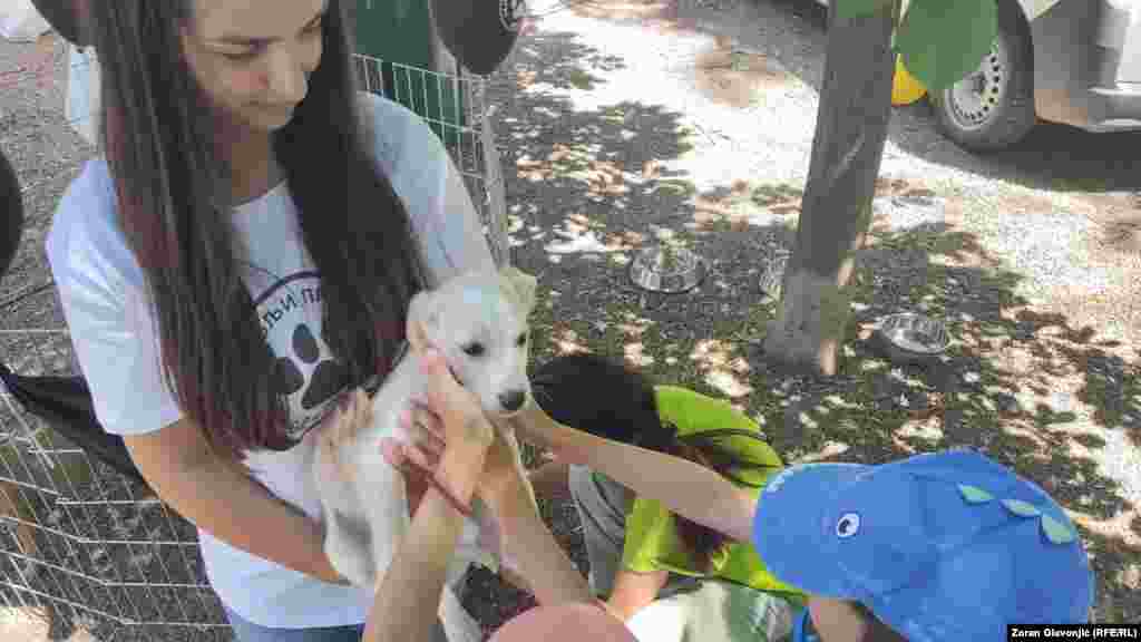 Javno komunalno preduzeće Veterina Beograd godišnje udomljava između 800 i 1.000 pasa.Neki od njih novi dom pronađu i na festivalu. "Ovde su psi koje su nam nekadašnji vlasnici ostavili pred vratima azila ili naše ekipe pronašle na ulicama grada", rekla je Milica Dimitrijević, iz Veterine Beograd, za Radio Slobodna Evropa (RSE).