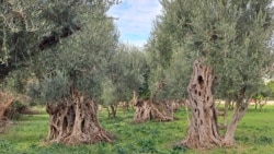 Наместо маслинки, во Бар, Црна Гора, никнуваат згради