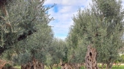 Umjesto maslina u Baru niču zgrade Umjesto maslina u Baru niču zgrade