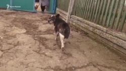 Праздник без подарков сына. 8 марта в доме Натальи Балух (видео) Праздник без подарков сына. 8 марта в доме Натальи Балух (видео)