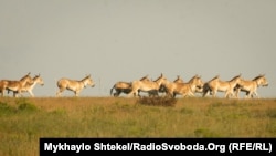Ослы в заповеднике «Аскания-Нова». Украина, 2020 год