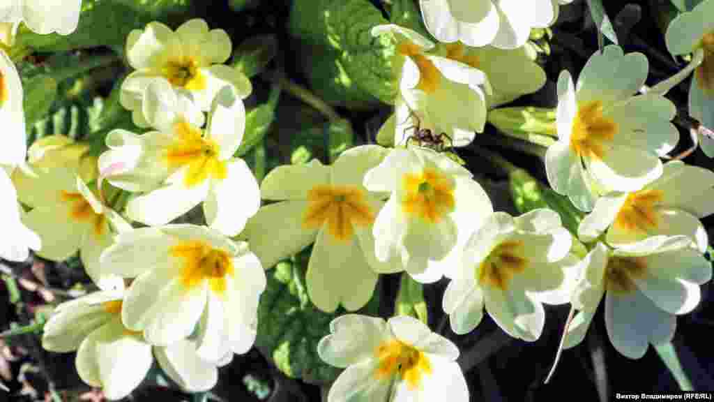 Семейство первоцветных в Ботаническом саду «Крымского федерального университета» (Таврического национального университета)