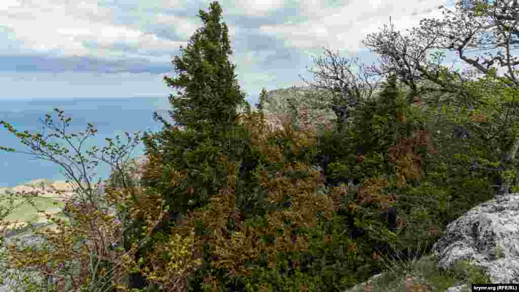 В скальной расщелине – один из двух старейших крымских тисов-гигантов