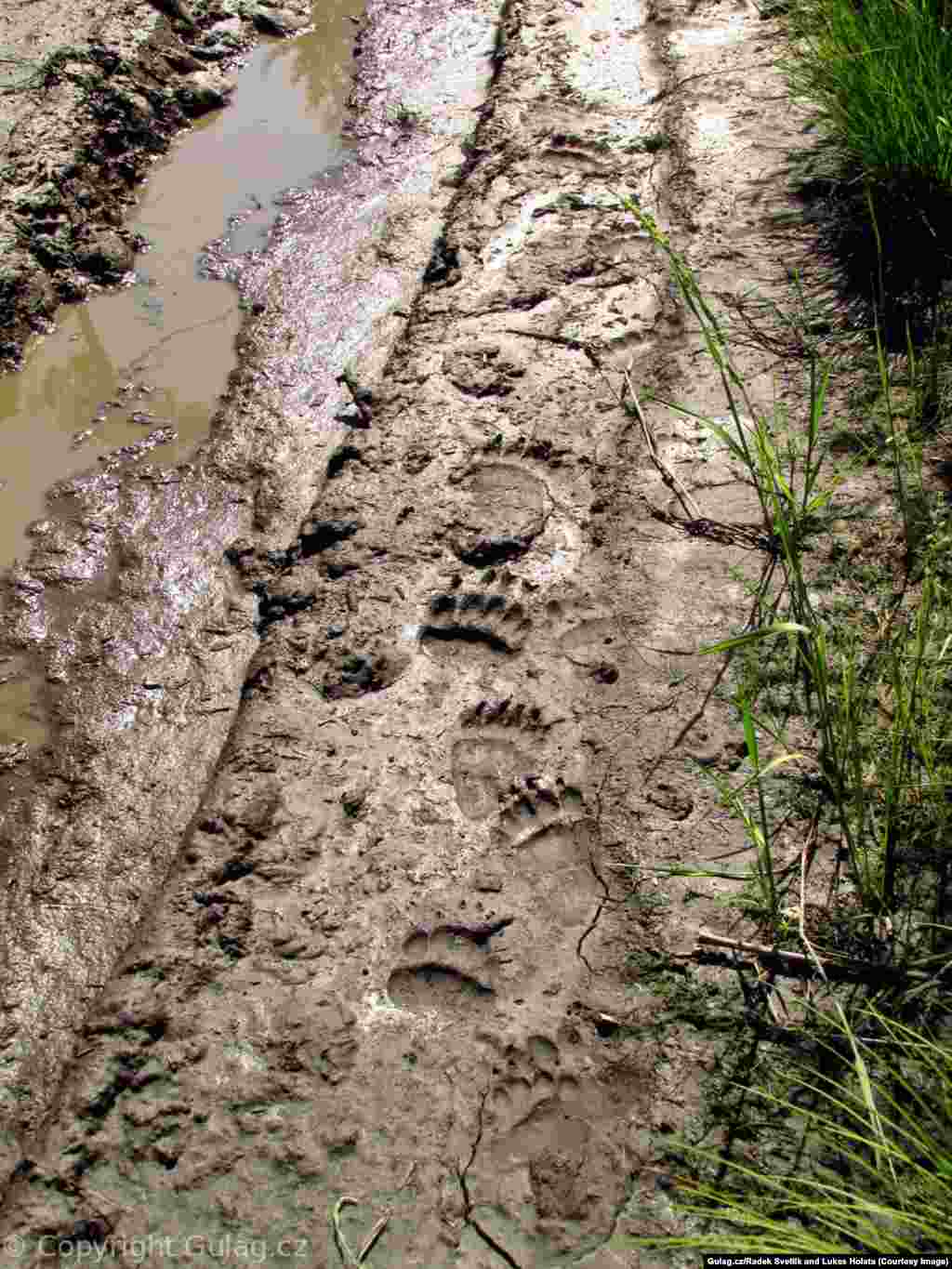 Небезпеку становлять і дикі тварини. Черноушек каже, що команда досліджує ліс і болота без зброї. Досі їм щастило: вони не зустріли жодного ведмедя