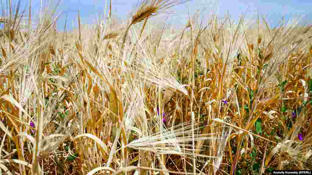 Колосся озимого ячменю так і не набрало потрібної кондиції. Його збирання в «Правді» вже почалося