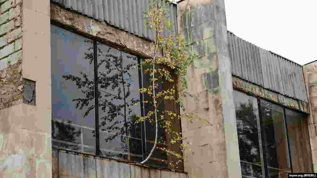 Из второго этажа над помещением сельсовета через окно «пробилась» березка