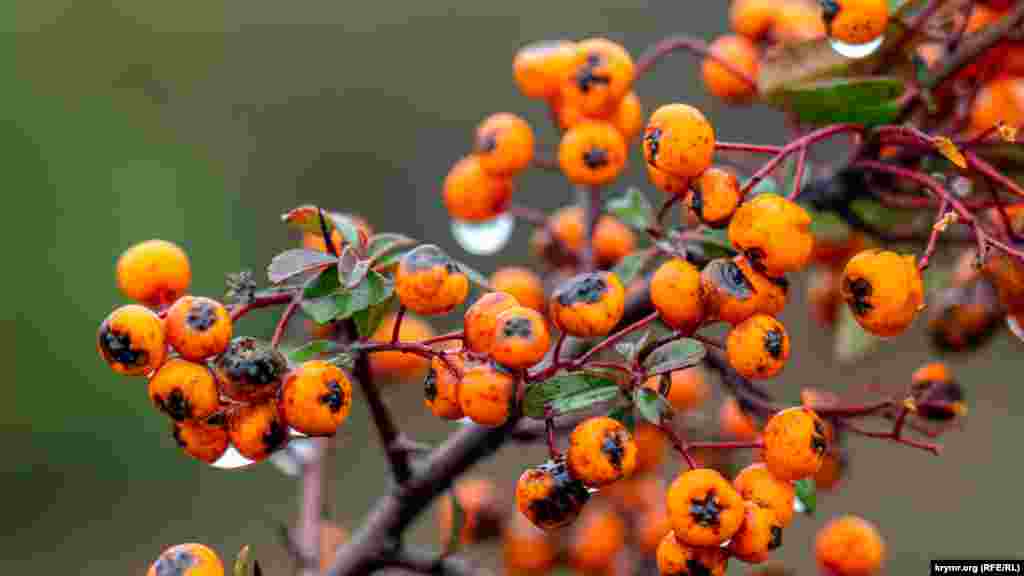 Куст пираканта. Это род вечнозеленых растений из семейства Розоцветные в виде кустарника высотой 2-5 метров. Встречается преимущественно на Кавказе, в Крыму, где естественно произрастает в оврагах, на открытых солнечных склонах. Возможно, что название пираканта происходит от греческого слова "pyr" – огонь и связано с красочным, «огненным» плодоношением кустарника осенью. Плоды горькие на вкус. В роду пиракант 7 видов пряморастущих и раскидистых кустарников