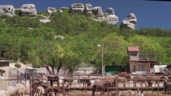 Один день на ослиной ферме под Бахчисараем (видео) Один день на ослиной ферме под Бахчисараем (видео)