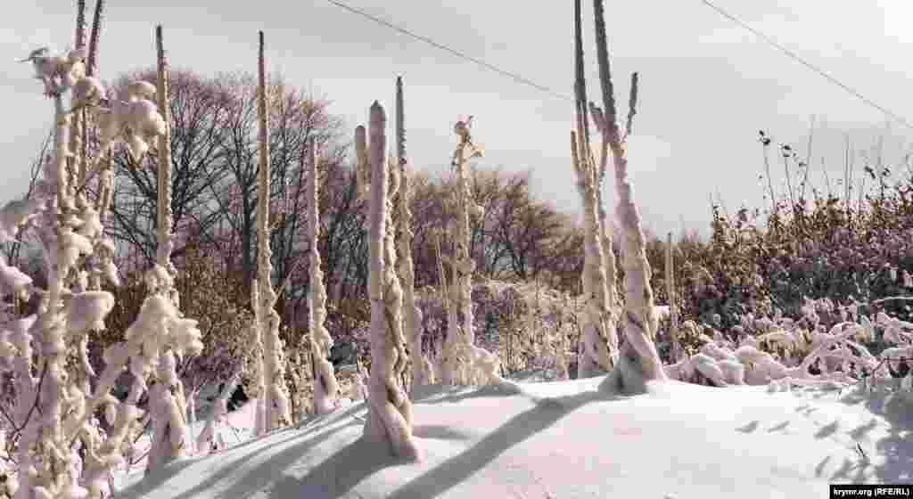 А прошлогодний пустырник и другие мелкие растения – полностью