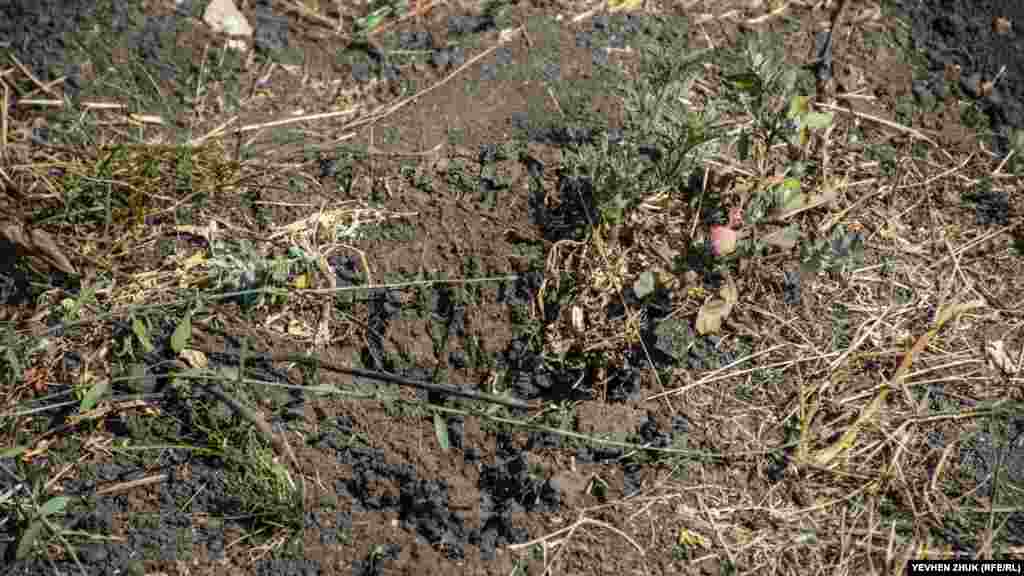 Самый эффективный метод борьбы с амброзией – это вырывать ее с корнем. На месте этой ямы был большой куст, но неравнодушные люди вырвали его, не дожидаясь пока сотрудники коммунальных служб произведут очередной покос