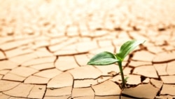 «Крымская Сахара»: как засуха уничтожает агробизнес полуострова | Радио Крым.Реалии «Крымская Сахара»: как засуха уничтожает агробизнес полуострова | Радио Крым.Реалии