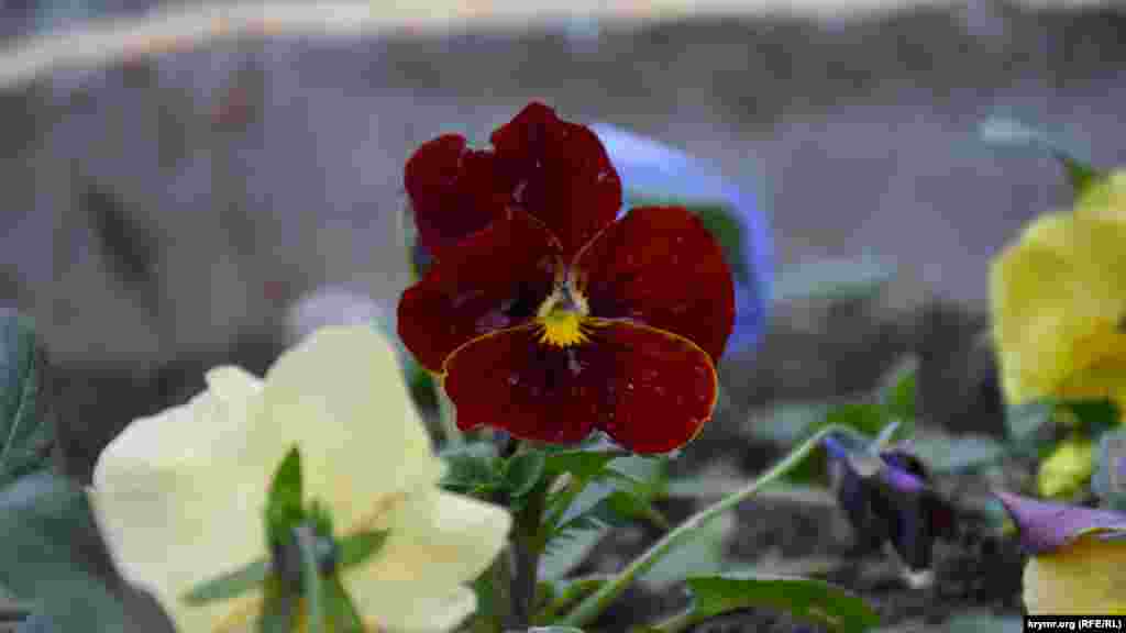 В «суровом» январе на клумбах продолжают цвести цветы