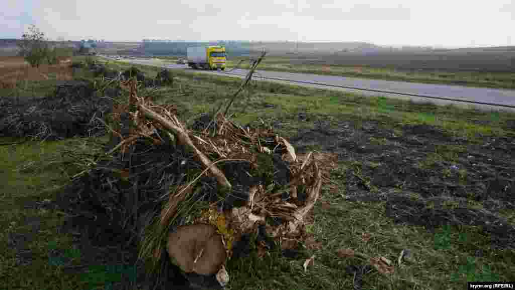 Почти все деревья вдоль трассы Симферополь-Белогорск отданы в жертву «Тавриде»