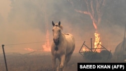 Австралия в огне. Более миллиарда погибших животных (фотогалерея)