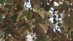 Срочно выехать. Как из токсичного Армянска вывозили детей (видео) Срочно выехать. Как из токсичного Армянска вывозили детей (видео)