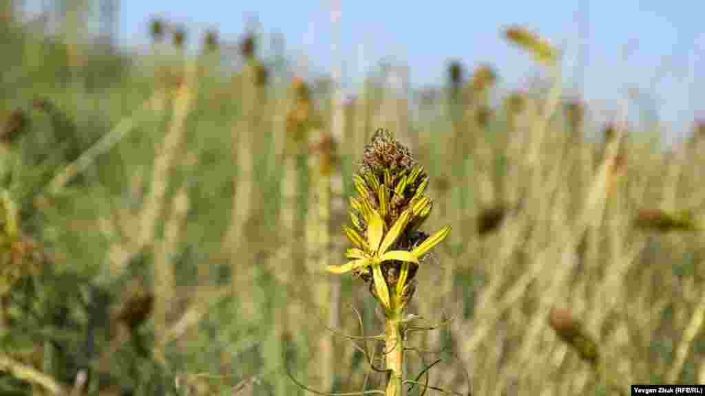 Один из цветков асфоделины желтой уже распустился, остальные пока в бутонах. Асфоделина любит горные склоны, цветет в апреле – мае 