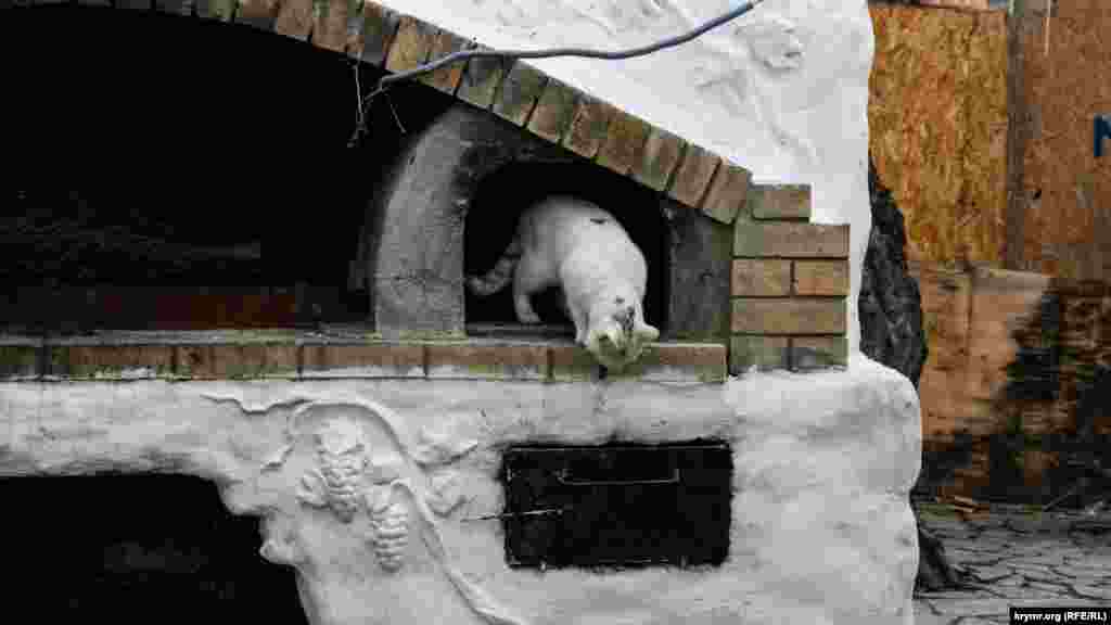 Эта кошка – тоже жительница Коктебеля