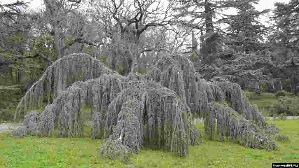 Гордость парка – атласские плакучие кедры, которые создают на поляне живописную живую композицию