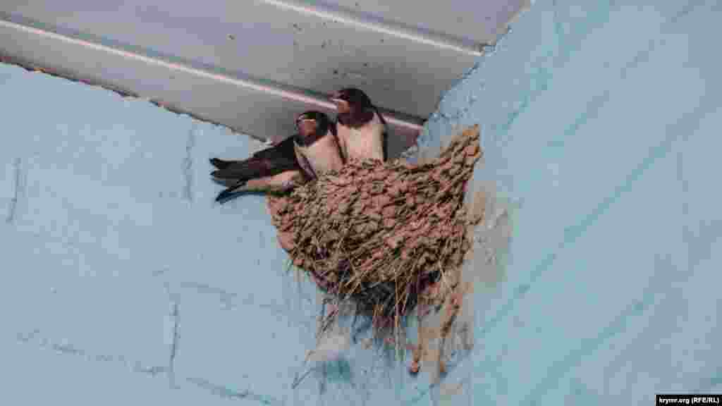 В Курортном – немало ласточек. Они вьют свои гнезда в самых неожиданных местах. Например, это гнездо нашлось в уборной прибрежной кафешки. Хозяева кафе следят за тем, чтобы дверь была открыта, а птицы могли свободно летать туда-сюда