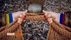 Чия риба в Азовському морі? (відео) Чия риба в Азовському морі? (відео)