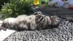 В России запрещают импорт кормов для животных В России запрещают импорт кормов для животных