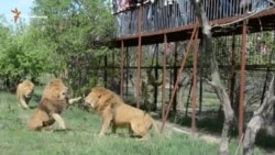 Драка львов Драка львов