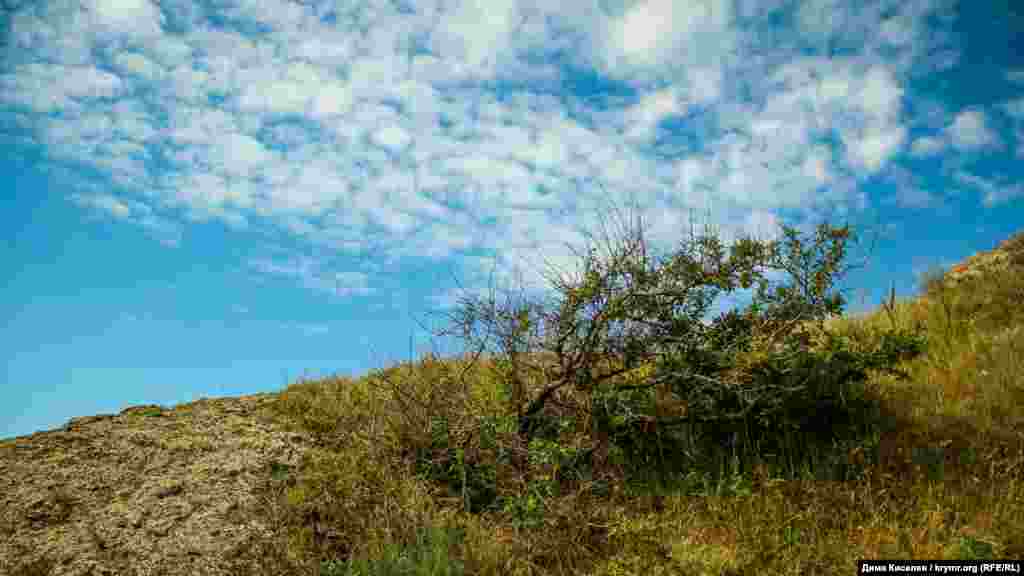 Природа степового Криму