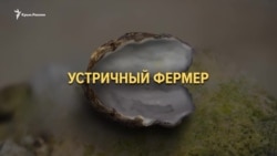 «Устричные войны» в Крыму (видео) «Устричные войны» в Крыму (видео)
