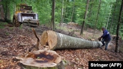 Najveća sječa šume dogodila se pred lokalne izbore 2020. godine (arhivska fotografija)