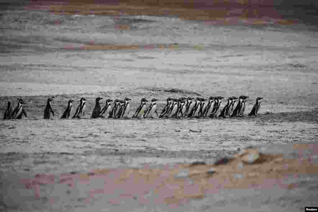 Пингвины Гумбольдта путешествуют группой в заповеднике Пунта-Сан-Хуан, где учёные встревожены сокращением популяции птиц-гуано, морских львов и пингвинов, Маркон, Перу, 21 июня 2025 года. REUTERS/Sebastian Castaneda