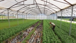 Povećani uvoz diže cijene, crnogorska rukola 'uzvraća udarac' Povećani uvoz diže cijene, crnogorska rukola 'uzvraća udarac'