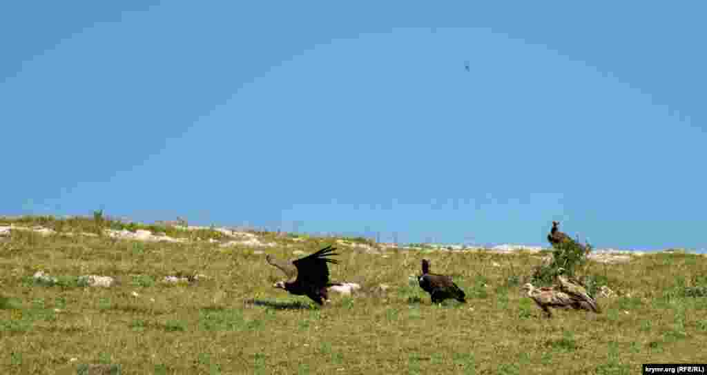 После «выдворения» сипы перебазировались на ближайший взгорок. Белоголовый сип, как и еще один крымский падальщик – черный гриф – занесен в Красную книгу Украины. Основной угрозой снижения его численности являются сокращение кормовой базы, а также ловля птиц для чучел и частных зоопарков