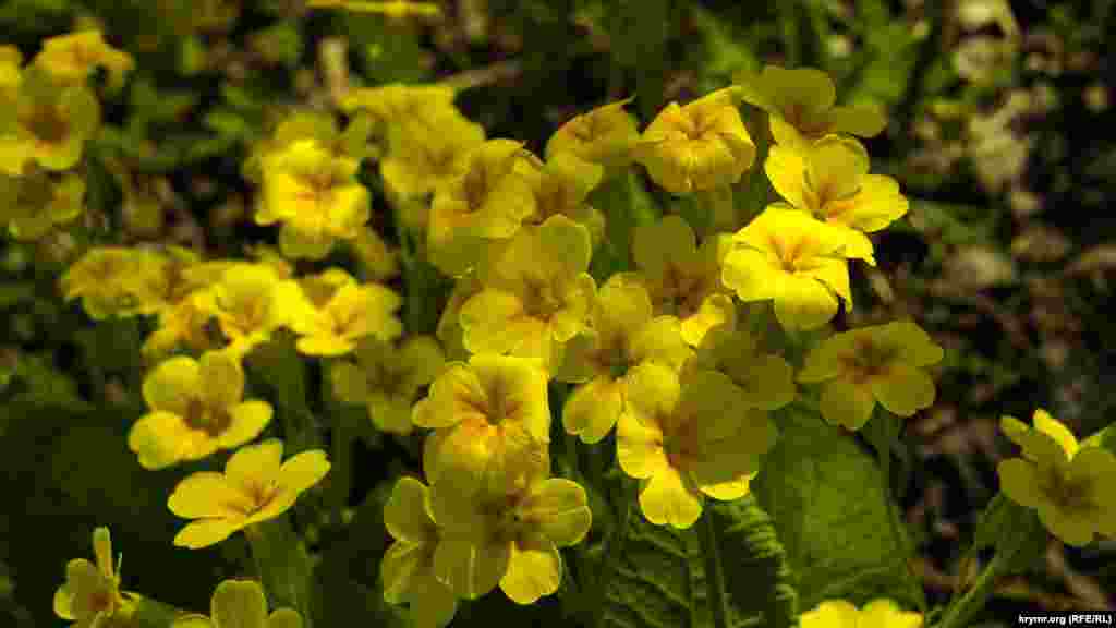 Дружная семейка первоцвета весеннего или Примулы весенней. Соцветие первоцвета похоже на связку ключей. Согласно одной из легенд, это ключи, которыми весна открывает двери в лето. Согласно другой, растение выросло на том месте, где Святой Петр уронил ключи от рая. Древние греки считали, что в первоцвете заключено целебное средство против всех болезней