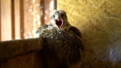 "Дума надумала": законы августа "Дума надумала": законы августа