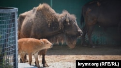 Новорожденный бизон в сафари-парке «Тайган», июнь, 2018 год