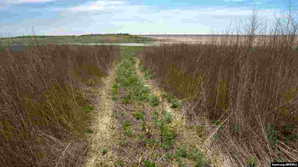 Навигатор на смартфоне показывает, что эта просека среди высохших стеблей – середина водохранилища