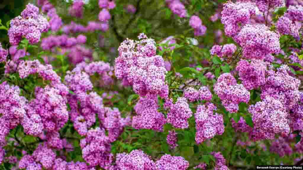 В Никите «на полную» цветет сирень
