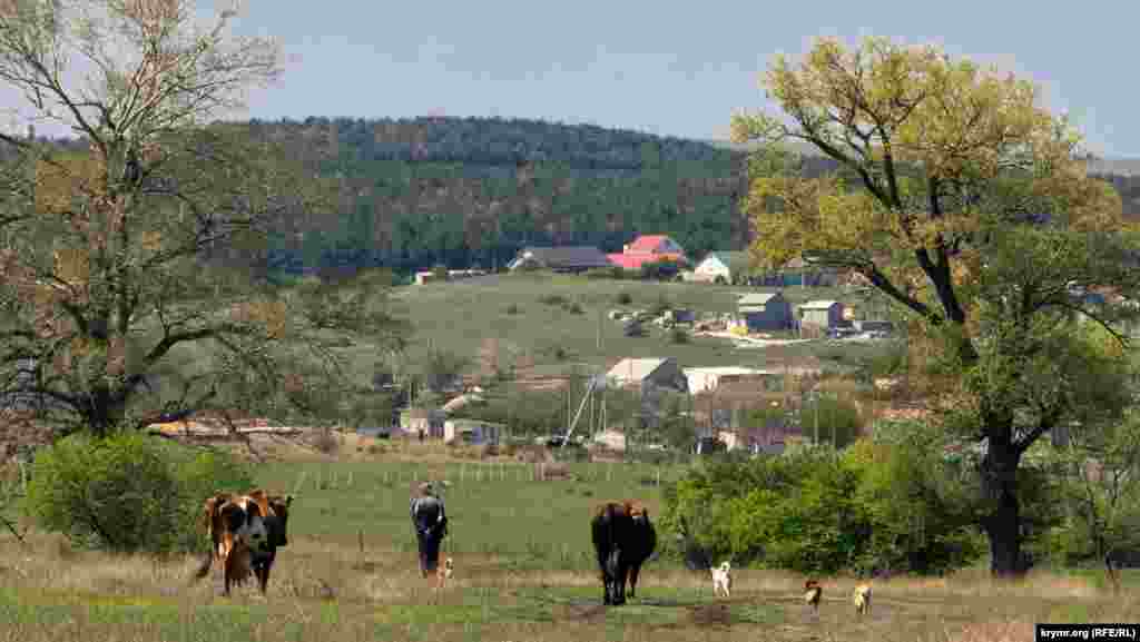 Коровы и собаки тихо бредут за своим хозяином 