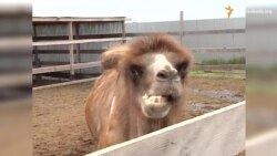 Тварин-біженців приймає зоопарк на Арабатській стрілці Тварин-біженців приймає зоопарк на Арабатській стрілці