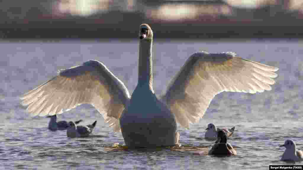 Лебедь – дикое животное. Если захотите покормить птиц, следует обращать внимание на признаки агрессии: растопыренные крылья и помахивание ими, шипение