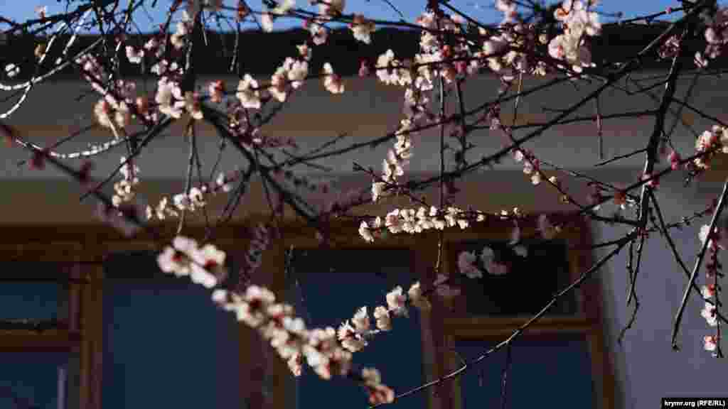 А возле башни средневековой крепости Алустон – абрикос