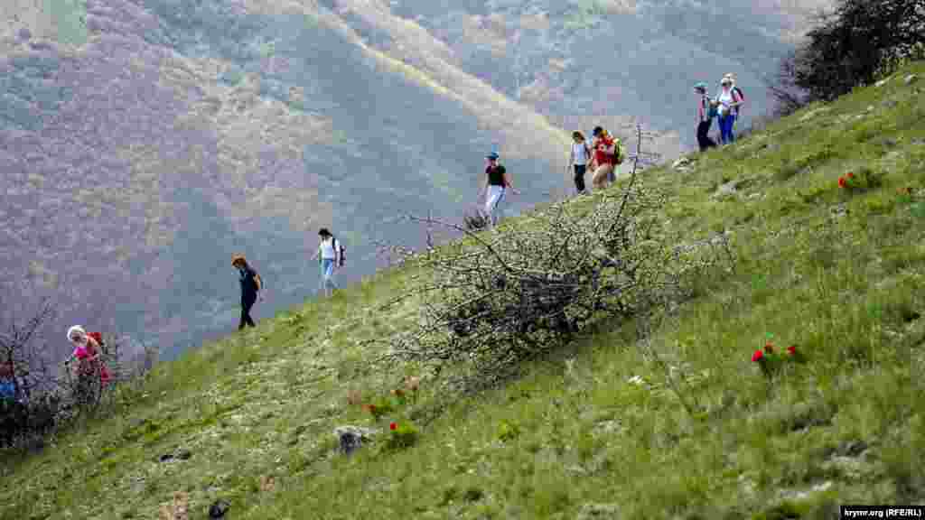 Дикие пионы на самом спуске с «Тюльпановой вершины»