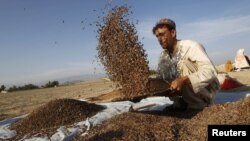 ამ ჯალალაბადელმა ყაყაჩოები გაჩეხა და კედრის კაკალზე გადაერთო - ოპიუმზე ძვირად იყიდებაო.